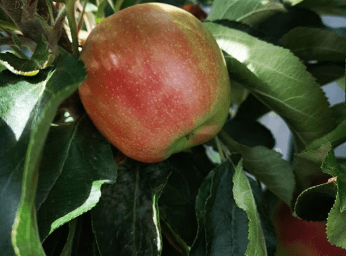 Screen Shot 2018-06-04 at 12.12.16 PM